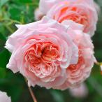 ショッピング七生 バラ 苗 ロサオリエンティス 【プシュケ (FL) 中輪 四季咲き】 2年生 接ぎ木大苗