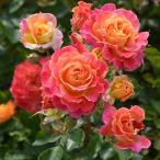  роза рассада rosaolientis[ автомобиль правило (FL) [ регистрация товар вид ] средний колесо 4 сезон ..] 2 год сырой контактный . дерево большой рассада 