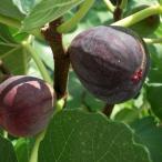 ■優良2年生大苗■ イチジク 苗 【ヌアール ド Ｋ】 2年生大苗 挿し木