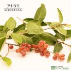グミ 苗木 【アキグミ】 1年生 ポッ�