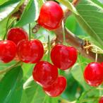 さくらんぼ 苗木 【紅きらり ［登録品種］】 3年生 接ぎ木 約1.3m 大苗