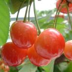 ◆送料無料◆ さくら�