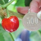 ■優良2年生大苗■ さくらんぼ 苗木 【佐藤錦】 2年生大苗 接ぎ木