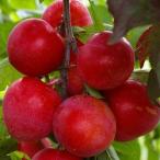 スモモプラム苗1年生接ぎ木ポット苗