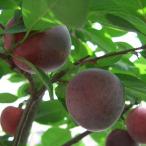 送料無料スモモプラム苗1年生接ぎ木...