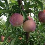 送料無料スモモプラム苗1年生接ぎ木...