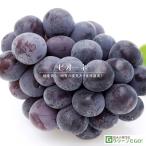  виноград саженец [pio-ne] 1 год сырой u il s свободный контактный . дерево pot рассада 