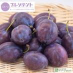 ■優良2年生大苗■プルーン苗木2年...