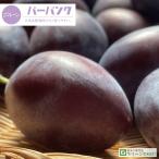 送料無料プルーン苗木1年生接ぎ木ポ...