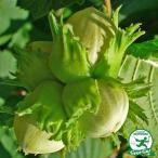 ヘーゼルナッツ 苗 【ノッティンガムフルーフェ】 1年生 ポット苗