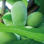 ポポー苗木 【NC-1 （エヌシーワン ）】 接ぎ木苗