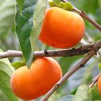 柿苗木3年生接ぎ木約1.3m大苗