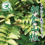 ◆数量限定 特上苗◆ 山椒 苗 【スーパーストロング トゲなし実サンショウ 朝倉山椒 （あさくらさんしょう）】 1年生 接ぎ木苗