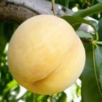 桃 苗木 【黄金桃 （おうごんとう）】 3年生 接ぎ木 約1.3m 大苗