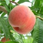 桃 苗木 【日川白鳳 （ひかわはくほう）】 3年生 接ぎ木 約1.3m 大苗