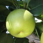 梨 苗木 【二十世紀梨】 1年生 接ぎ木 ポット苗