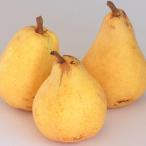 ショッピング梨 ◆送料無料◆ 梨 苗木 【洋梨 ル レクチェ】 1年生 接ぎ木 ポット苗 （ニーム小袋付き） ※北海道・沖縄は送料無料適用外です。