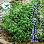 山椒 苗 【スーパーストロング トゲなし実サンショウ ぶどう山椒】 3年生 接ぎ木 約1.1m 大苗