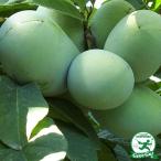 ポポー苗木 【ポトマック】 接ぎ木苗