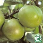 ヨーロッパスモモ・プルーンの仲間1...