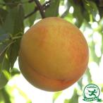 ショッピング桃 桃 苗木 【つきかがみ】 1年生 接ぎ木 ポット苗