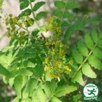 山椒苗1年生接ぎ木苗