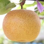 ショッピング梨 梨 苗木 【超大実 甘ひびき ［登録品種］】 1年生 接ぎ木苗