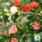 ザクロ苗2年生挿し木苗