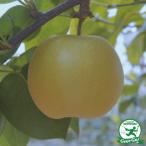 ◆送料無料◆ 梨 苗木 【凛夏 （りんか）】 1年生 接ぎ木苗 （ニーム小袋付き） ※北海道・沖縄は送料無料適用外です。