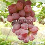 ショッピングシャインマスカット ぶどう 苗木 【バイオレットキング】 3年生 ウイルスフリー 接ぎ木 約1.3m 大苗