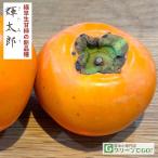 柿苗木3年生接ぎ木約1.3m大苗