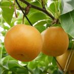 ショッピング梨 梨 苗木 【はつまる ［登録品種］】 1年生 接ぎ木苗