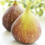 イチジク 苗 【ボーンホルムズダイヤモンド】 1年生 挿し木 ポット苗