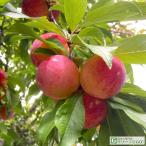 s Momo слива рассада [ мед свекла ] 1 год сырой контактный . дерево pot рассада 