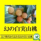 送料無料ヤマモモ1年生接ぎ木苗※北...