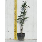 送料無料山桃苗木1年生接ぎ木ポット...