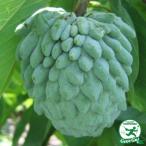  атемоя рассада [ балка niki] 2 год сырой контактный . дерево рассада 