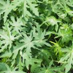  папайя рассада [oki тонн g25 номер ( один плата . распределение )] pot рассада 