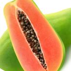 パパイヤ苗ポット苗