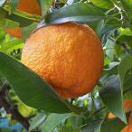 ベルガモット 苗 【ベルガモット】 