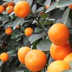 きんかん苗3年生接ぎ木約1.0m大苗