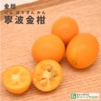 ◆送料無料◆ きんかん 苗 【寧波金柑 （にんぽうきんかん）】 約0.9m 2年生 接木 根巻き苗（大株） （ニーム小袋付き） ※北海道・沖縄は送料無料適用外です。