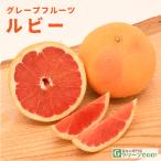ショッピングルビー ■優良2年生大苗■ グレープフルーツ 苗木 【ルビー】 2年生大苗 接ぎ木