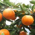  мандарин саженец [ юг .20 номер ] 1 год сырой контактный . дерево рассада 