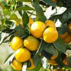 * бесплатная доставка * # превосходный 2 год сырой большой рассада # мандарин саженец [ день юг. .(... ..)] 2 год сырой большой рассада контактный . дерево ( Nimes маленький пакет имеется ) * Hokkaido * Okinawa. бесплатная доставка применение вне..