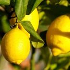 送料無料■優良2年生大苗■レモン苗...