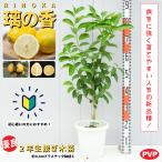 レモン 苗 【璃の香 （りのか） ［登録品種］】 2年生 接ぎ木 プラスチック鉢植え