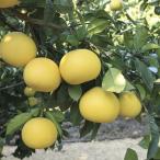 ショッピング文旦 ◆送料無料◆ ■優良2年生大苗■ 文旦 苗木 【ブンタン 紅まどか】 2年生大苗 接ぎ木 （ニーム小袋付き） ※北海道・沖縄は送料無料適用外です。