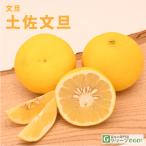 ショッピング文旦 ◆送料無料◆ ■優良2年生大苗■ 文旦 苗木 【土佐文旦 （とさぶんたん）】 2年生大苗 接ぎ木 （ニーム小袋付き） ※北海道・沖縄は送料無料適用外です。