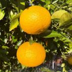 送料無料■優良2年生大苗■オレンジ...